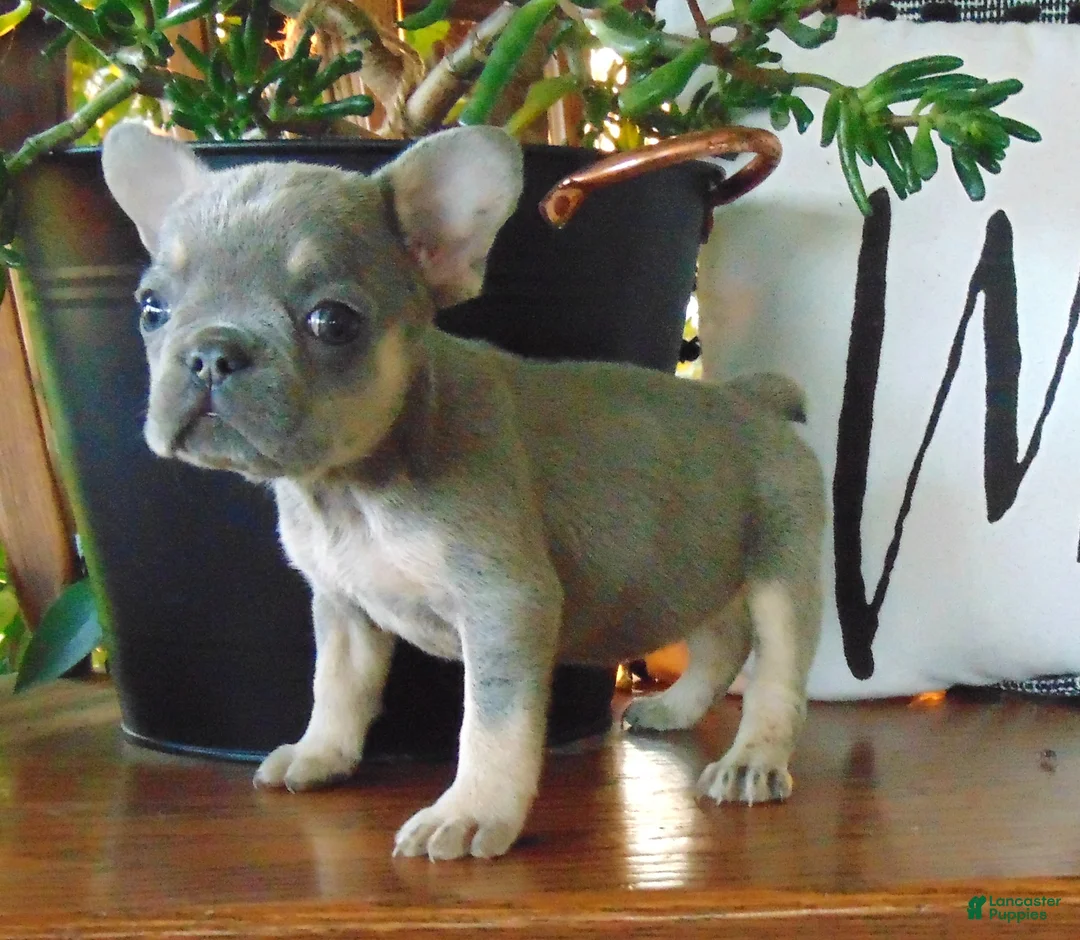 French Bulldog dogs for sale: Milly - Ad 2