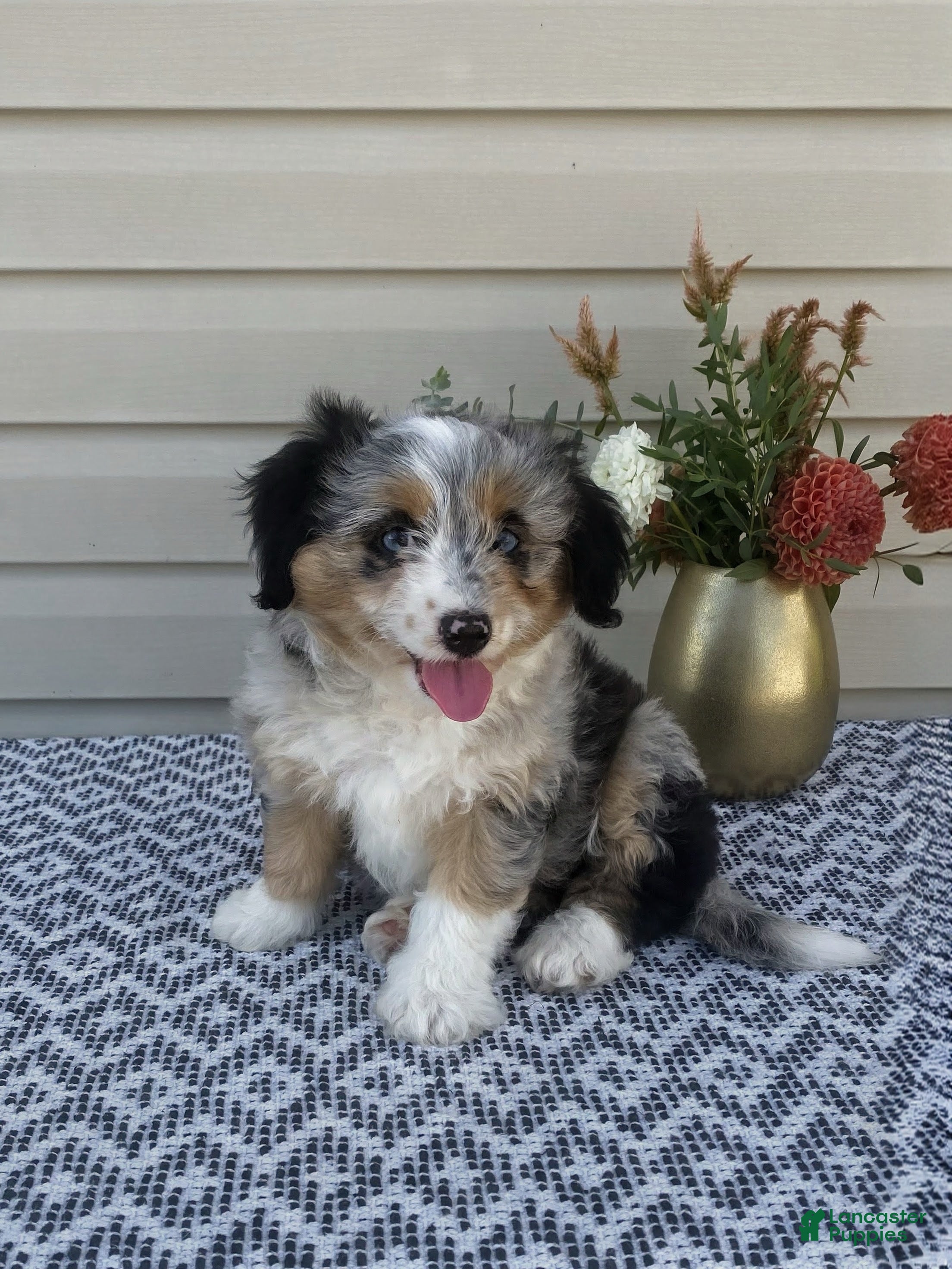 Lily Mini Aussiedoodle for sale in Sugarcreek | Lancaster Puppies