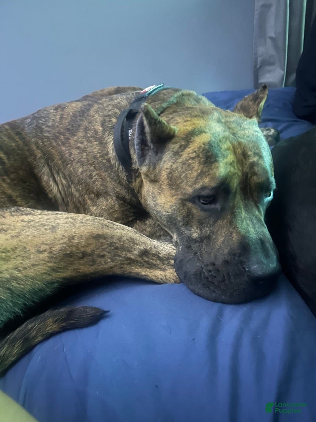 Gallery Image {{count}}