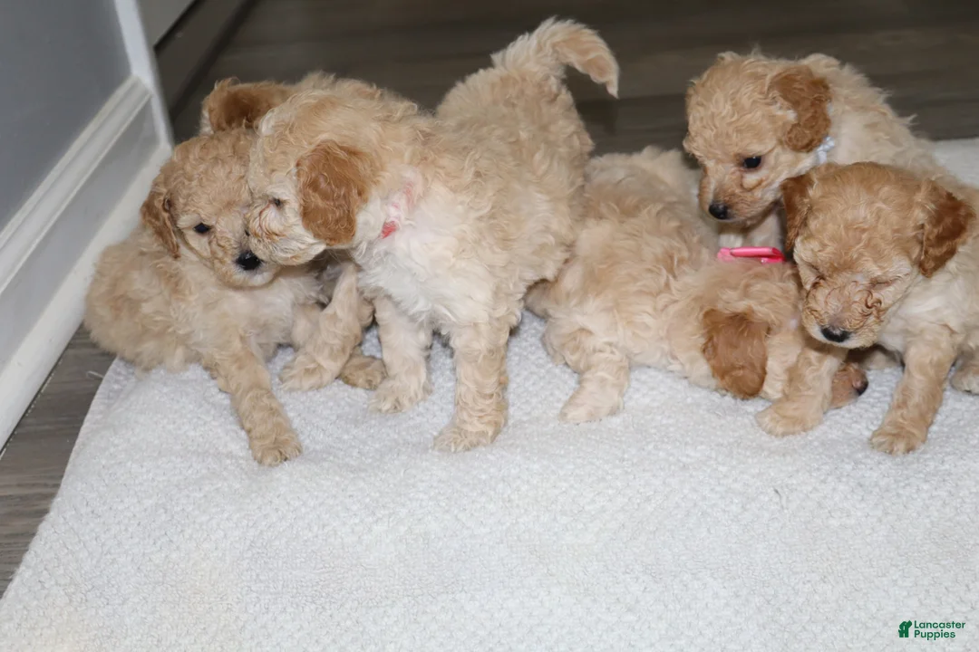 Miniature Poodle dogs for sale: Miniature Poodle Puppy 3 - Ad 15