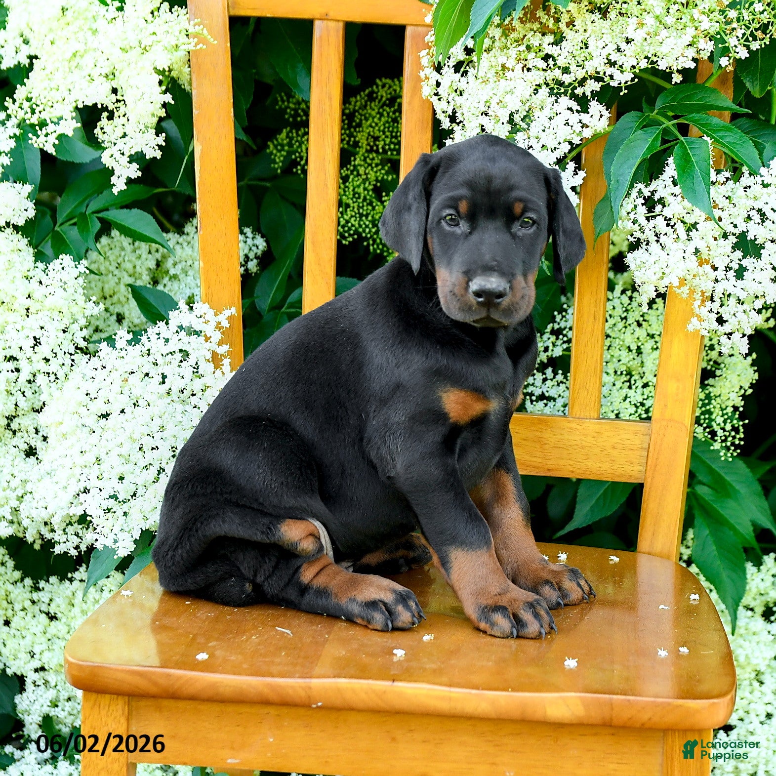 Doberman Pinscher dogs for sale: Lance  - Ad 5