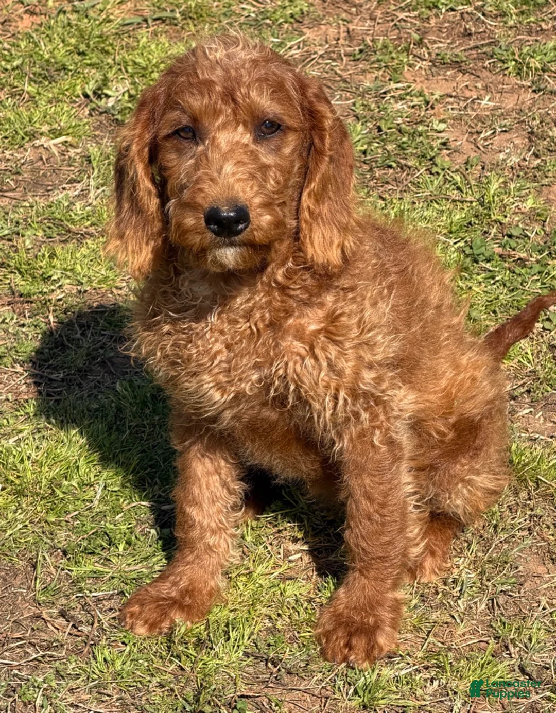 Labradoodle dogs for sale: Jessie - Ad 2
