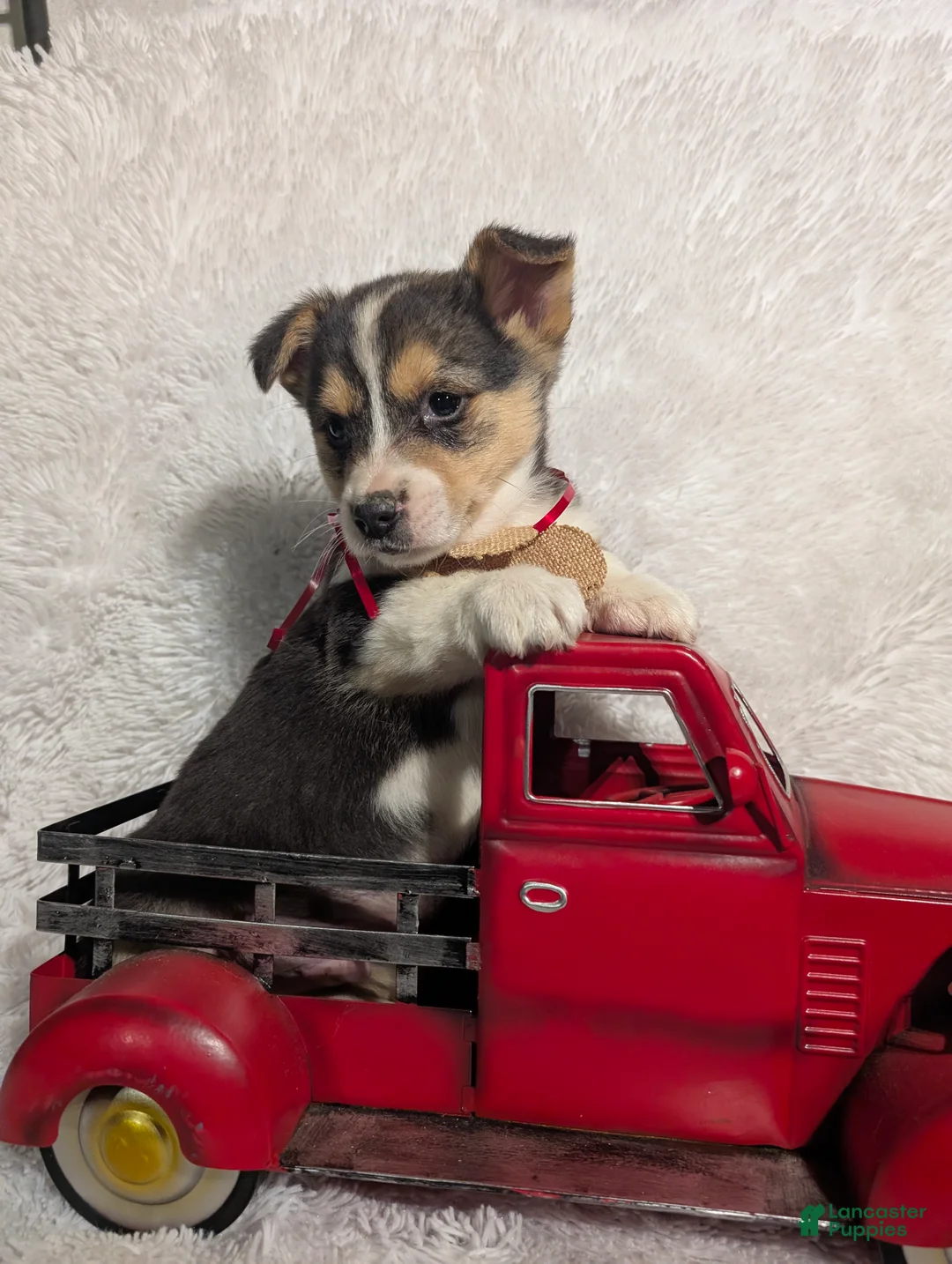 Welsh Corgi Pembroke dogs for sale: Milo  - Ad 2