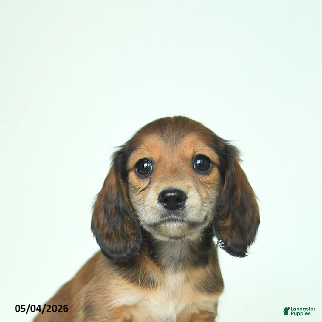 Miniature Dachshund dogs for sale: Donny - Ad 5
