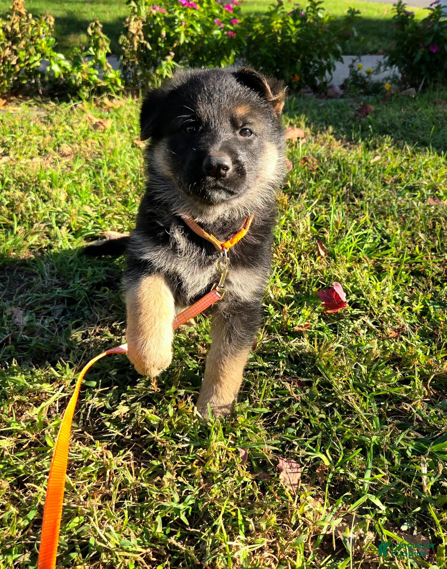 German Shepherd dogs for sale: Carl - Ad 1