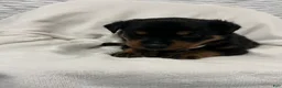Rottweiler dogs for sale: ghost - Ad 5