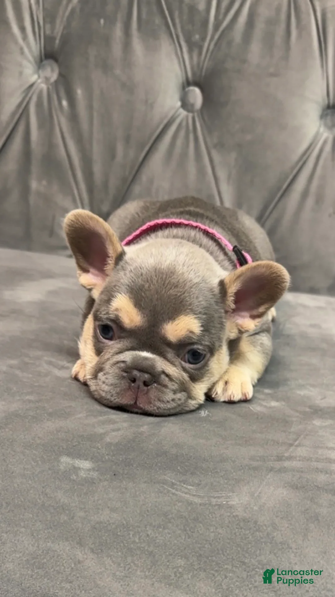 French Bulldog dogs for sale: Peppa - Ad 2
