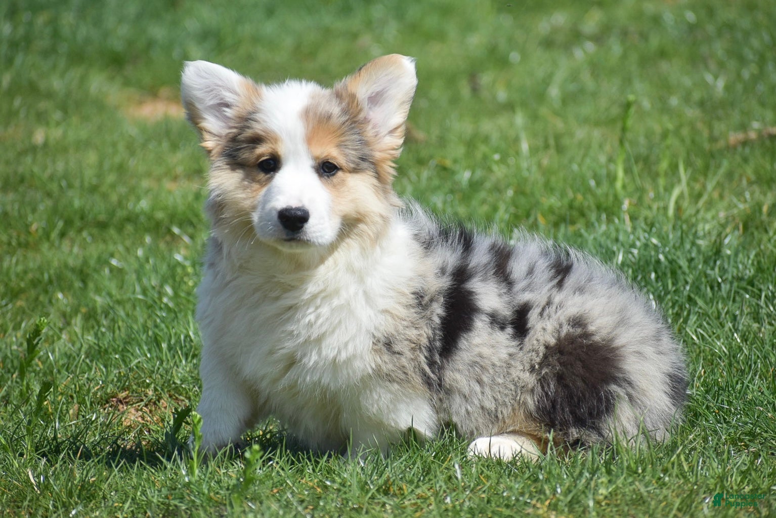 Welsh Corgi Pembroke dogs Loretta - Ad 1