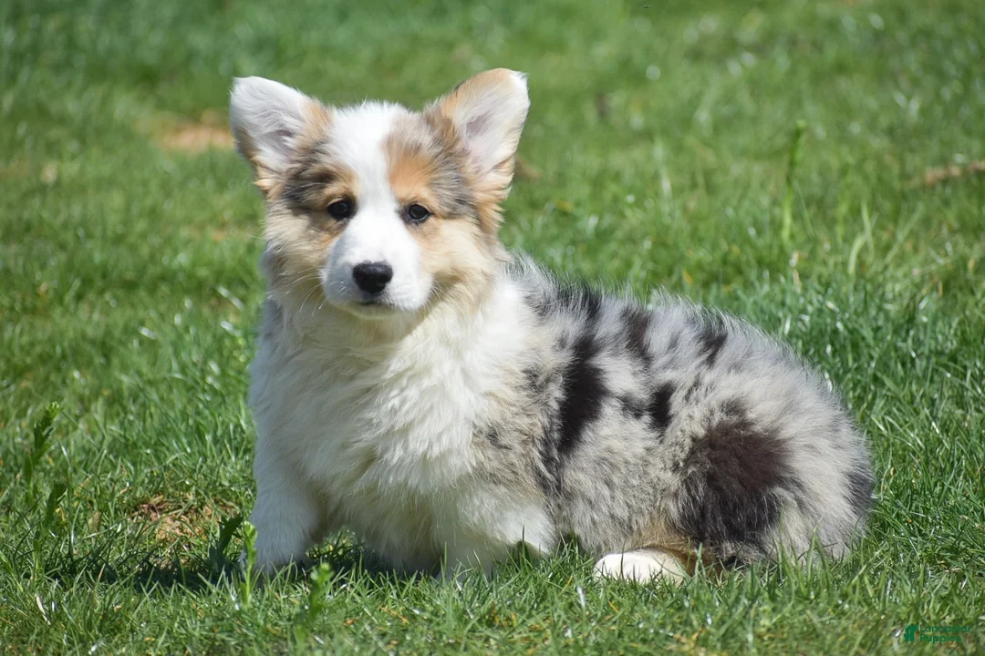 Welsh Corgi Pembroke dogs for sale: Loretta - Ad 1