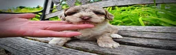 Havapoo dogs for sale: Star - Ad 5