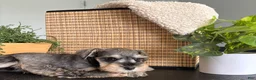 Miniature Schnauzer dogs for sale: Teddy - Ad 3