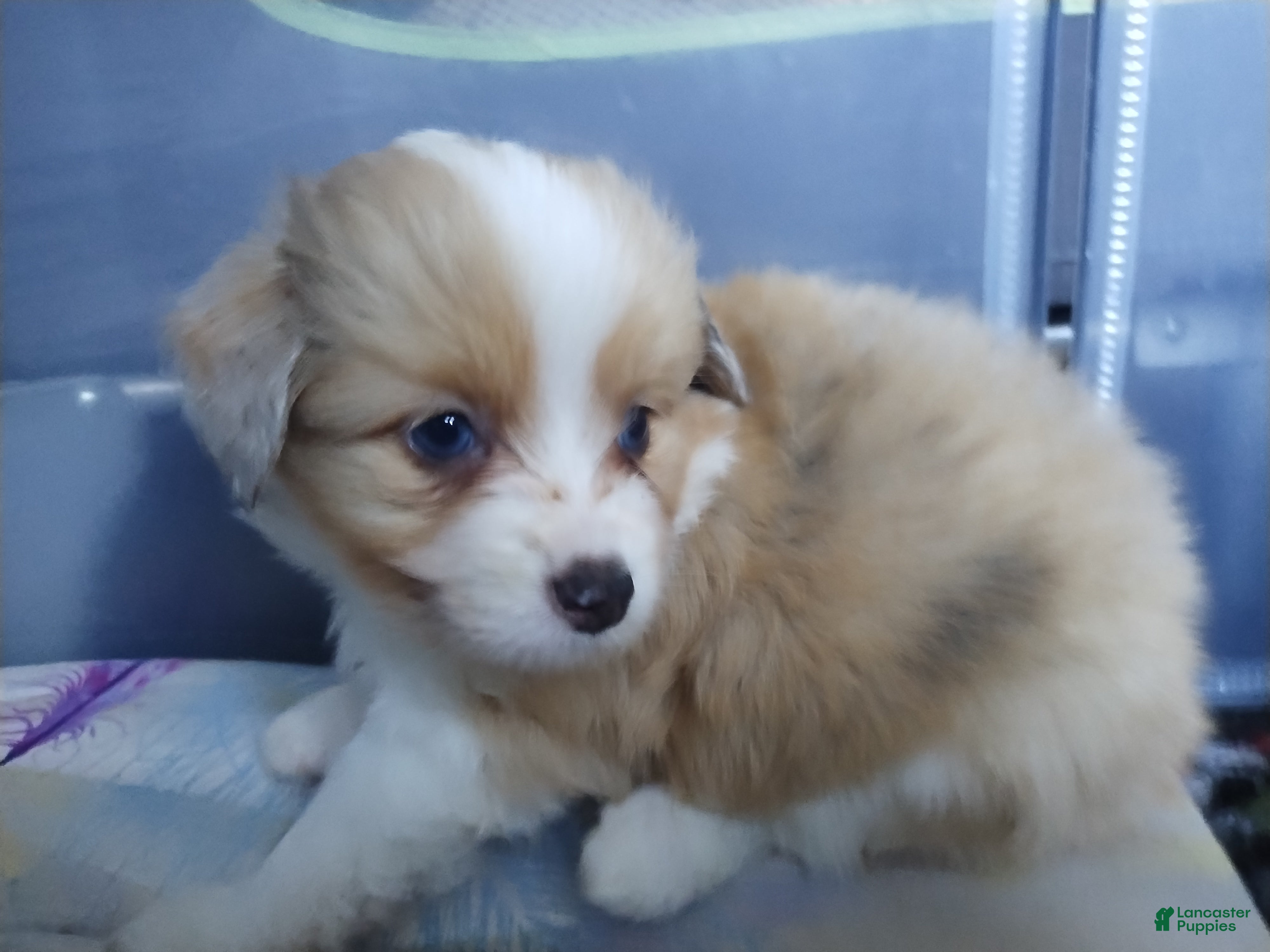 Mixed Breed dogs Charlie - Ad 32
