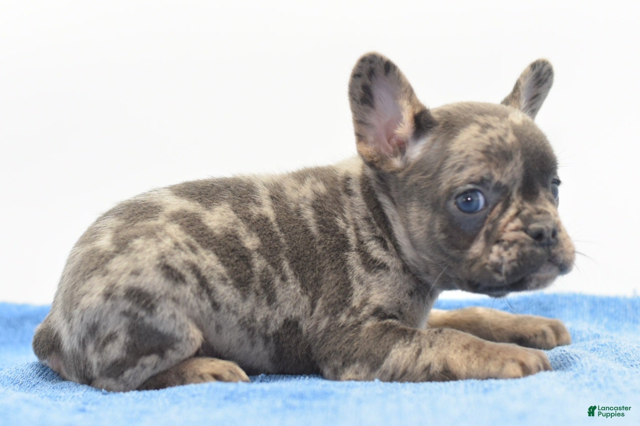 Mixed Breed dogs Zen blue merle  - Ad 2