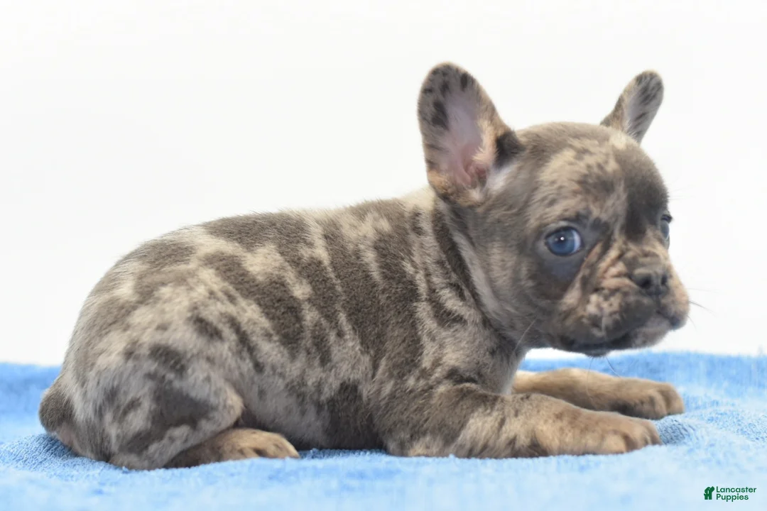 Mixed Breed dogs for sale: Zen blue merle  - Ad 2