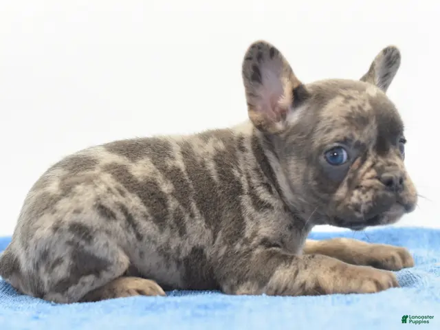 Mixed Breed dogs for sale: Zen blue merle - Ad 1