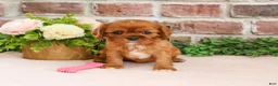 Cavalier King Charles Spaniel dogs for sale: Dreamer - Ad 2