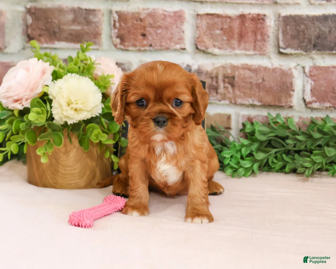 Cavalier King Charles Spaniel dogs for sale: Dreamer - Ad 2