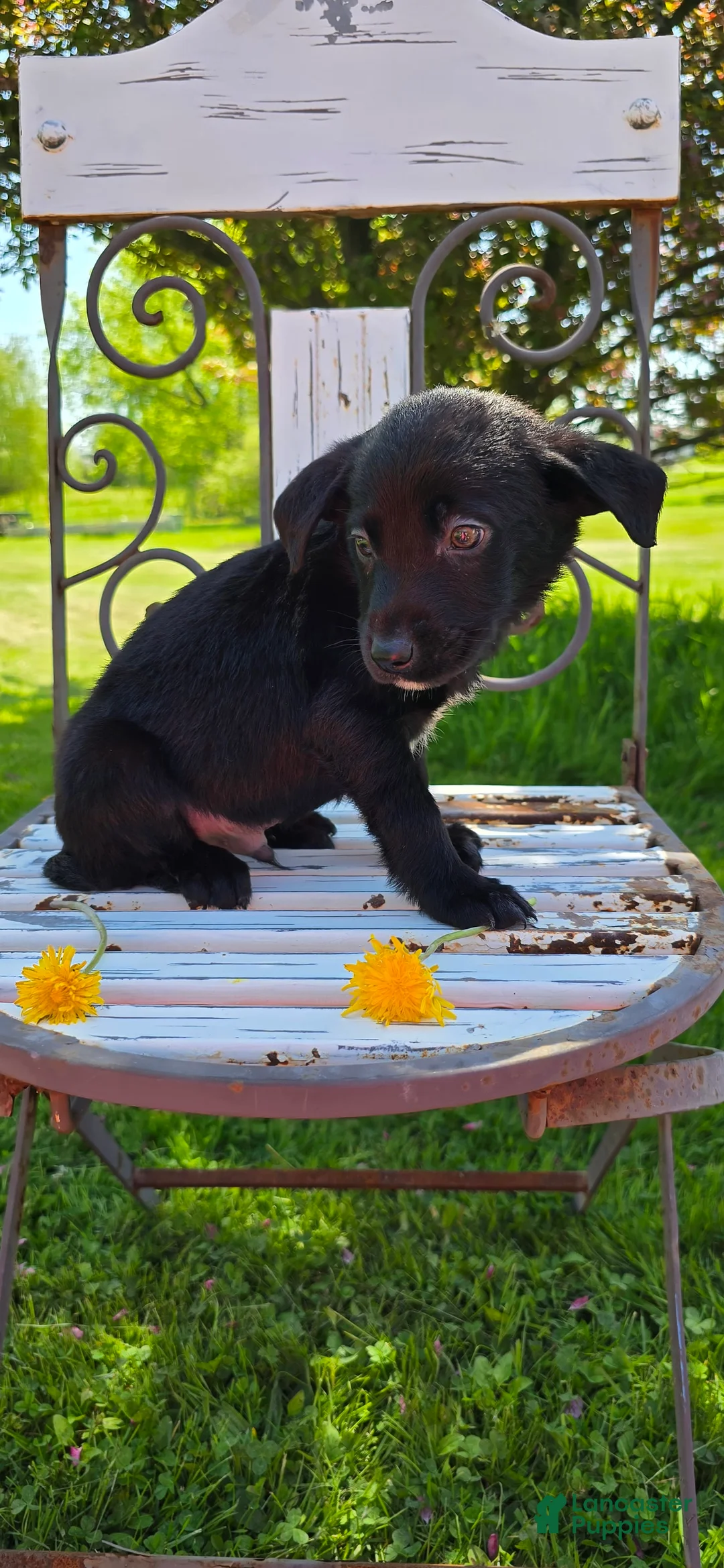 Mixed Breed dogs for sale: Darth - Ad 7