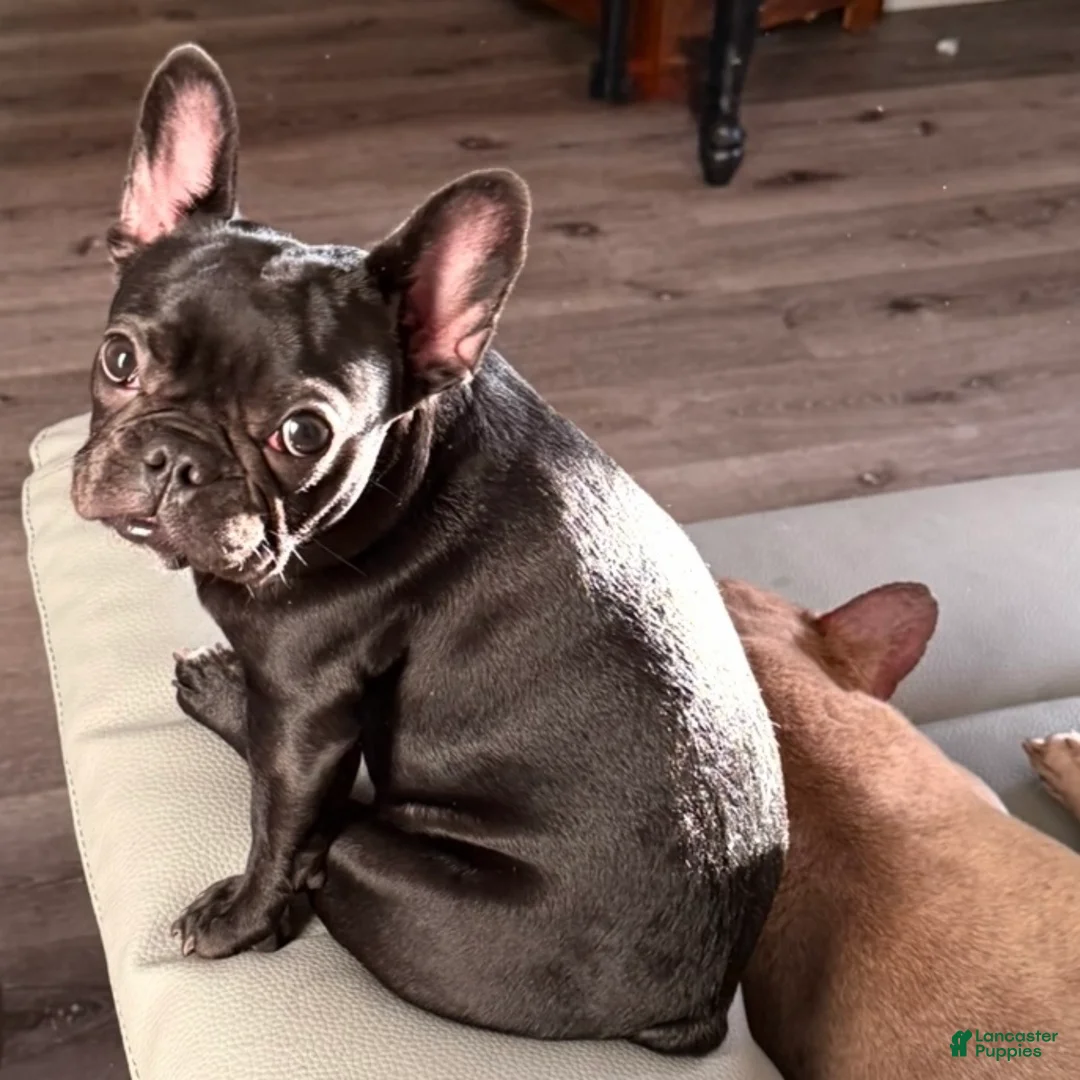 French Bulldog dogs for sale: Coco - Ad 1