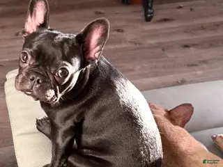 French Bulldog dogs Coco - Ad 17