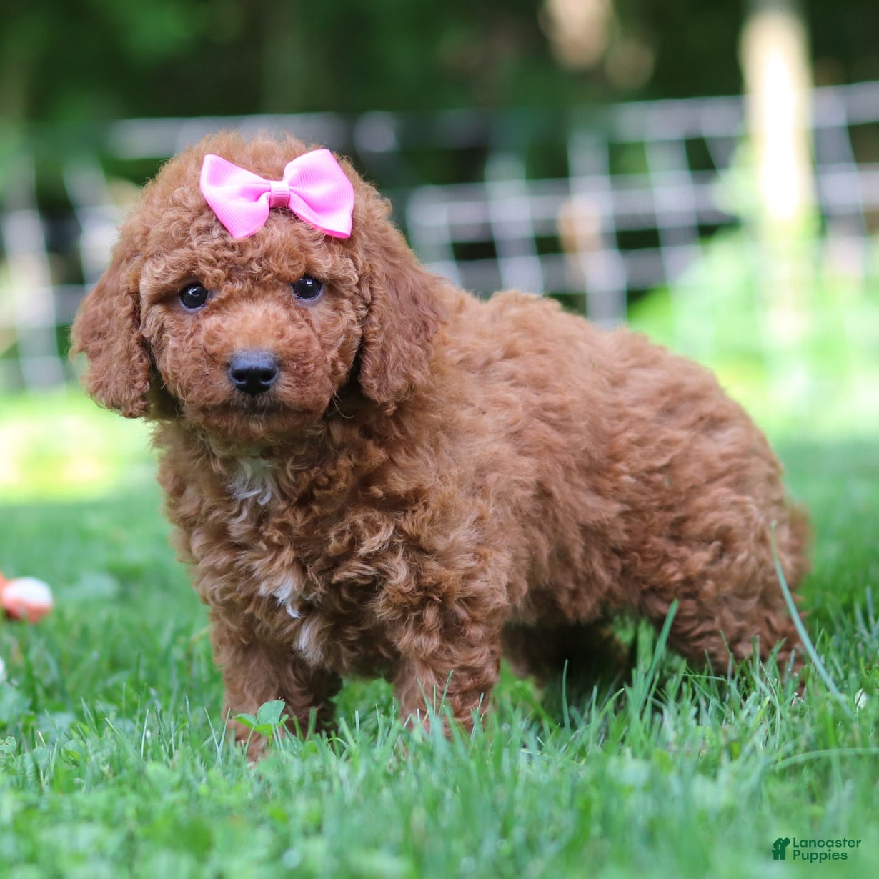 Mini Goldendoodle dogs Summer - Ad 1
