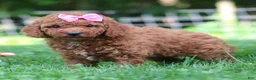 Mini Goldendoodle dogs for sale: Summer - Ad 1
