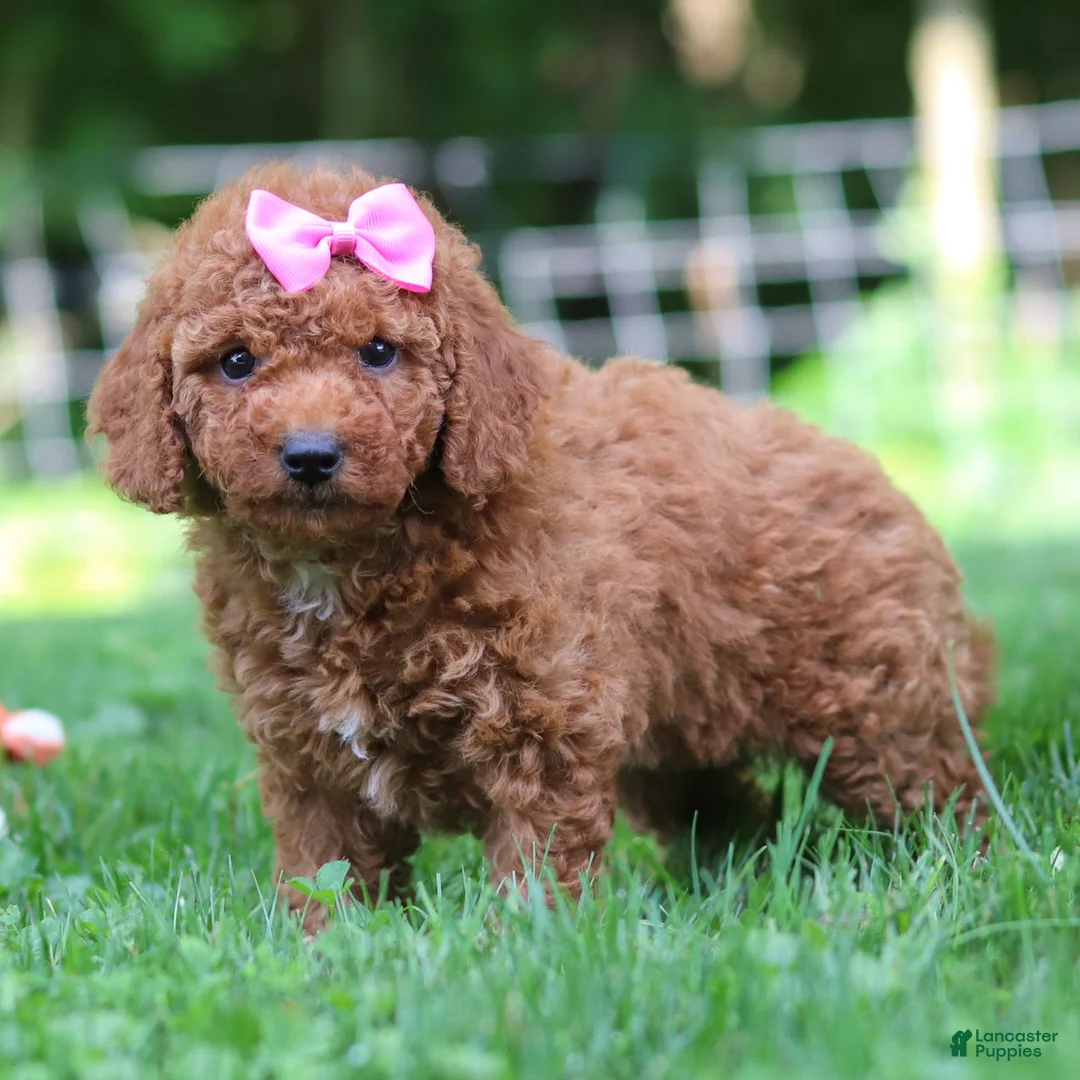 Mini Goldendoodle dogs for sale: Summer - Ad 1