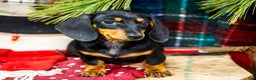 Miniature Dachshund dogs for sale: Roger - Ad 1