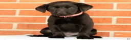 Labrador Retriever dogs for sale: Brooke - Ad 7