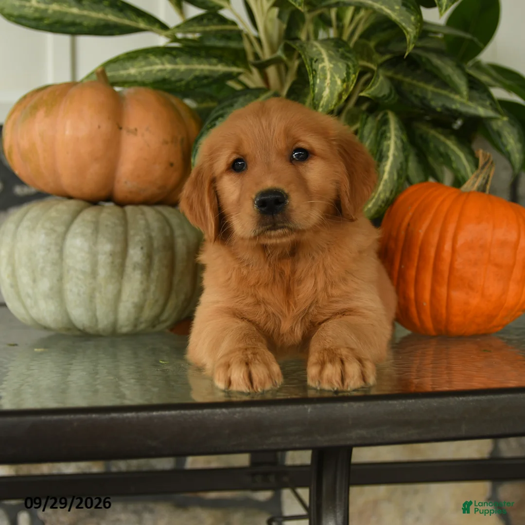 Labrador Retriever dogs for sale: Harper - Ad 3
