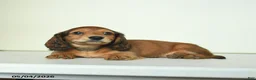 Miniature Dachshund dogs for sale: Dicky - Ad 5