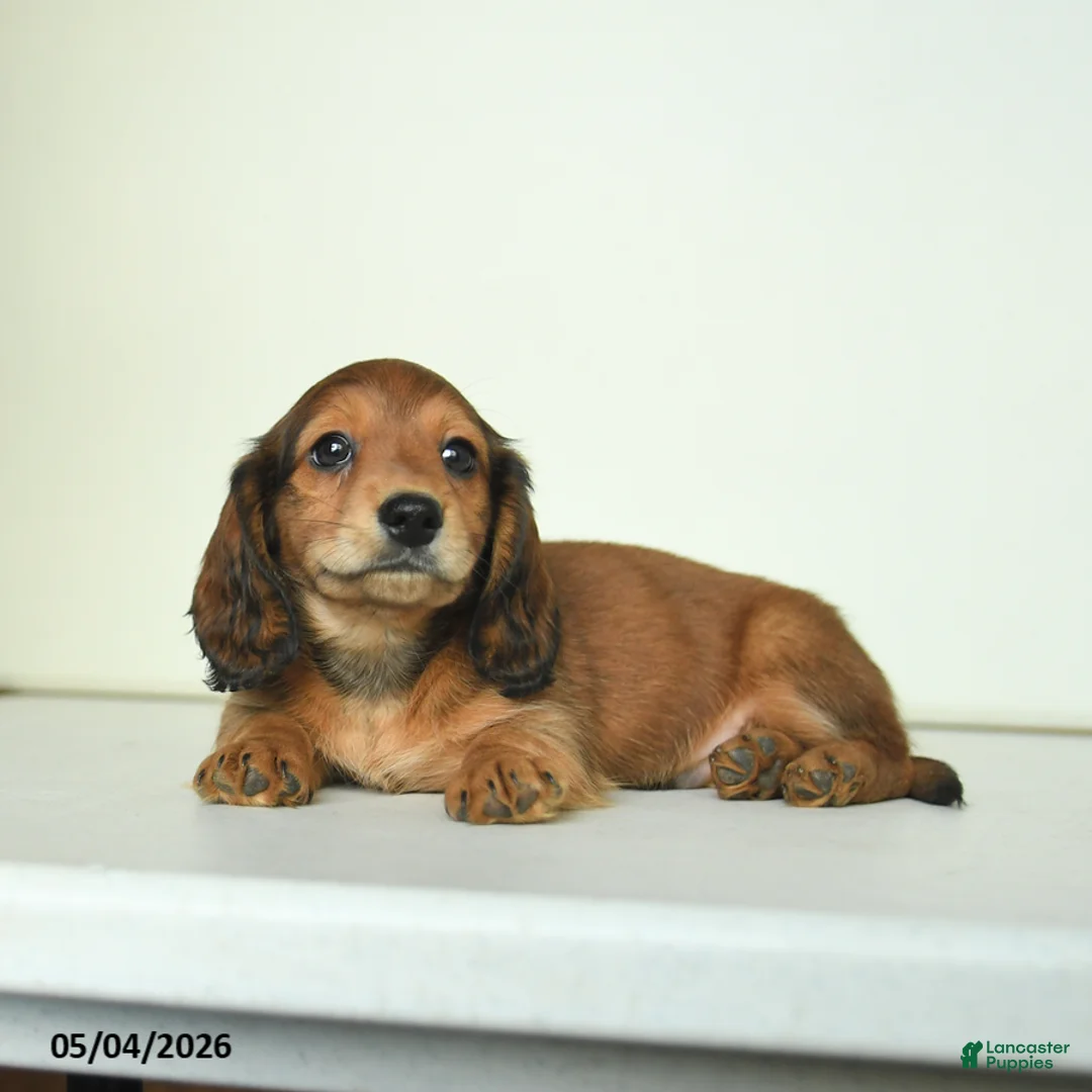 Miniature Dachshund dogs for sale: Dicky - Ad 5