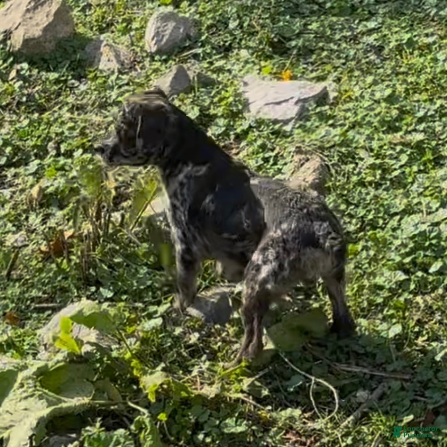 Mixed Breed dogs Rally - Ad 32