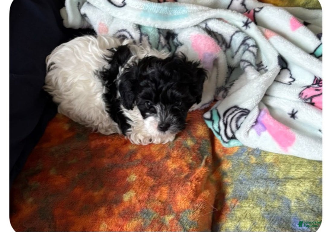 Bichpoo dogs for sale: Tucker - Ad 4