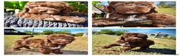 Havapoo dogs for sale: Prince - Ad 1