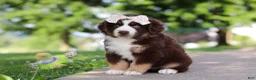 Miniature Australian Shepherd dogs for sale: Sedona - Ad 3