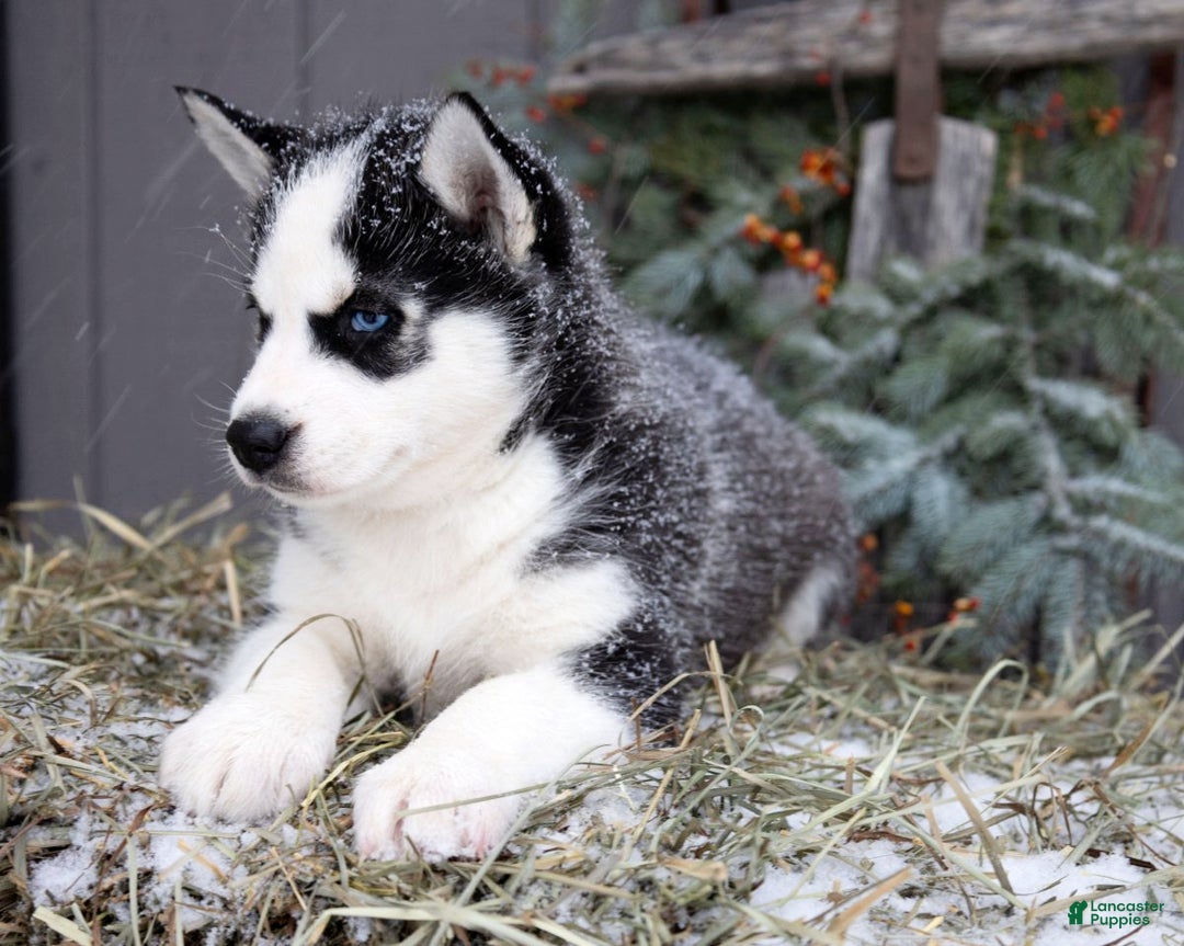 Siberian Husky dogs for sale: Flicka - Ad 2
