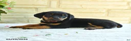 Rottweiler dogs for sale: Langford - Ad 3