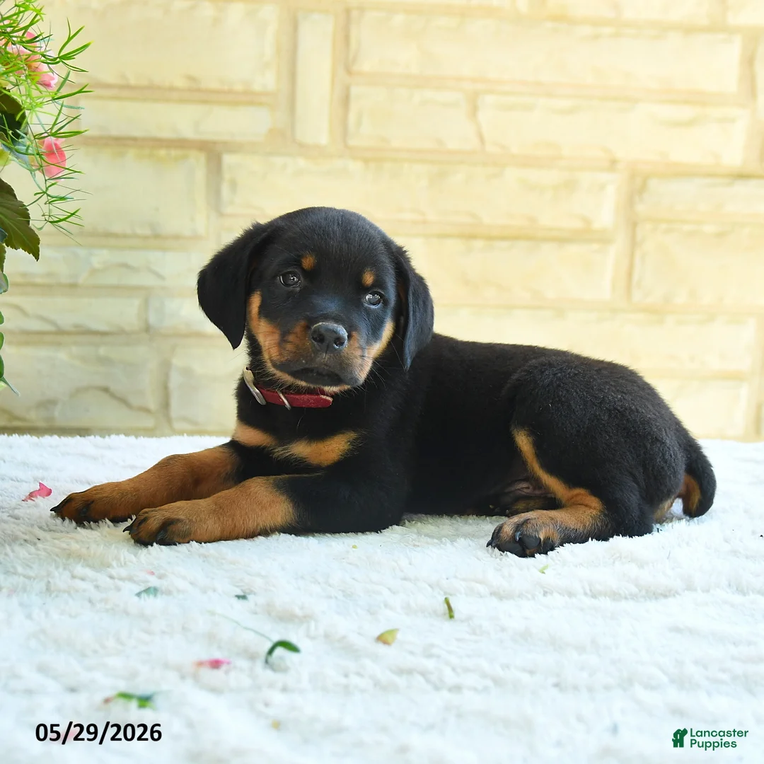 Rottweiler dogs for sale: Langford - Ad 3