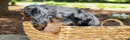 Cocker Spaniel dogs for sale: Letti 🐶💗 - Ad 10