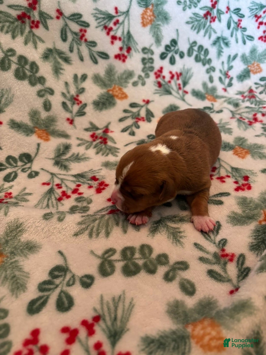 Mixed Breed dogs for sale: Venus - Ad 2