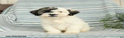 Shihpoo dogs for sale: Snoopy - Ad 1