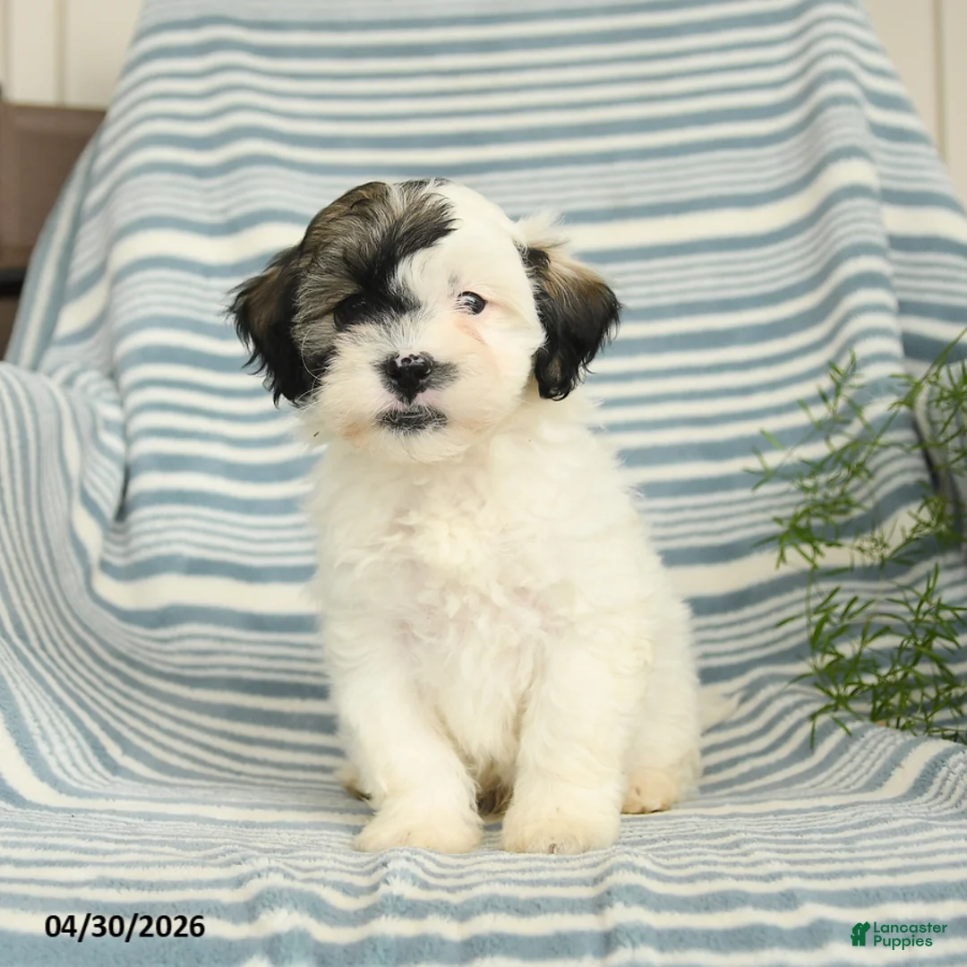 Shihpoo dogs for sale: Snoopy - Ad 1