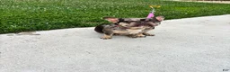 French Bulldog dogs for sale: 3 year old French Bulldog - Ad 3
