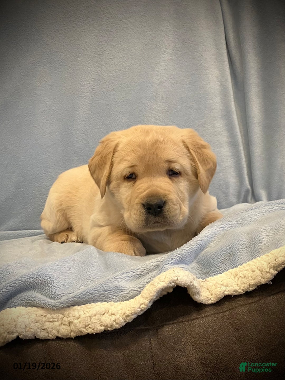 Labrador Retriever dogs for sale: Oscar - Ad 2