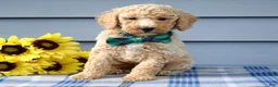 Goldendoodle dogs for sale: Henry  - Ad 2