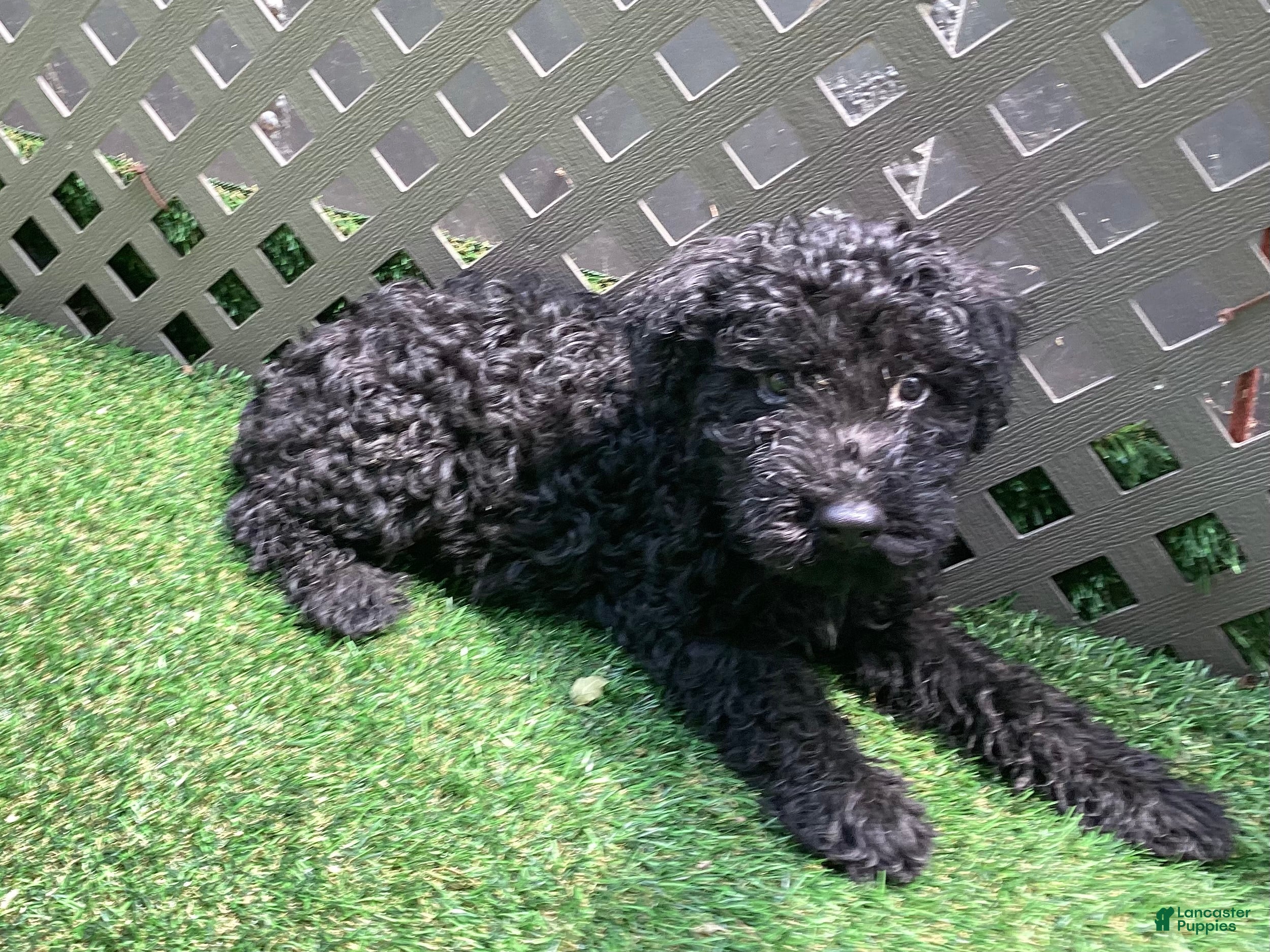 Kerry Blue Terrier dogs for sale: Alvin - Ad 3