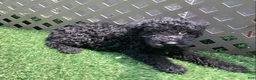 Kerry Blue Terrier dogs for sale: Alvin - Ad 1