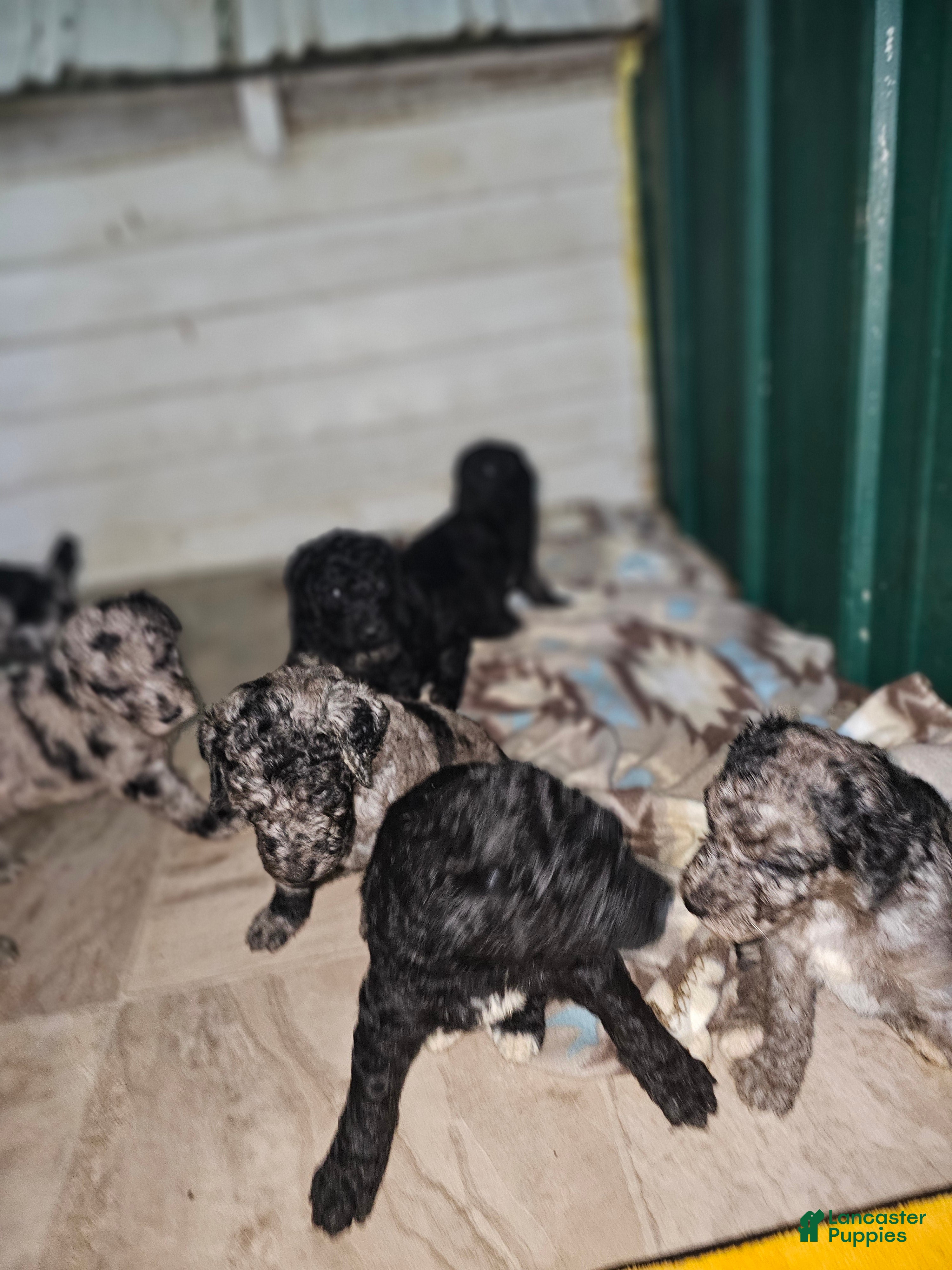 Standard Poodle dogs Standard Poodle 5 - Ad 40