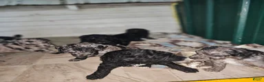 Standard Poodle 5